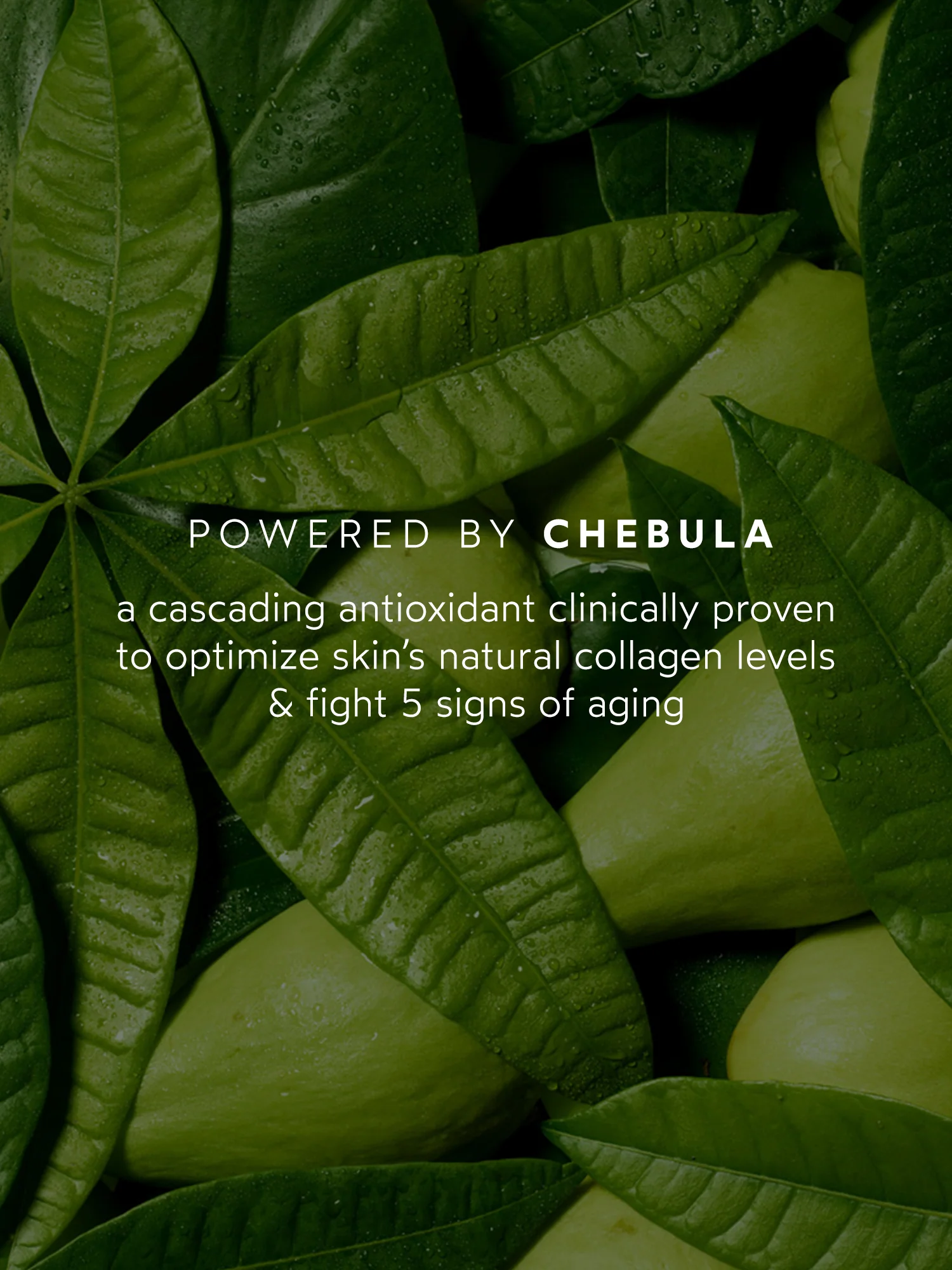Chebula Effect Set - Image 6